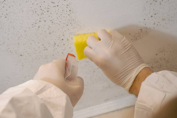 Best Mold Damage Restoration  in Chestnut Ridge, NY